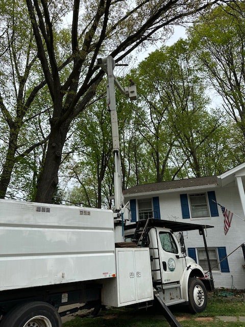 Business queued-photos - JL Tree Services