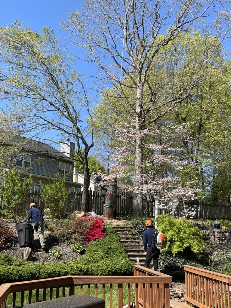Business queued-photos - JL Tree Services
