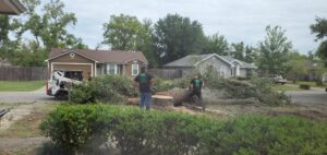 Business queued-photos - Macs Tree Service
