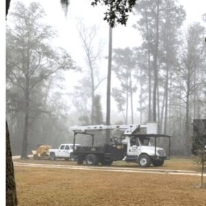 Business queued-photos - Macs Tree Service