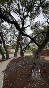 Business queued-photos - Tree Service & Consulting LLC