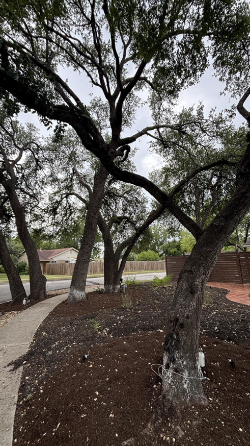 Business queued-photos - Tree Service & Consulting LLC