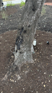 Business queued-photos - Tree Service & Consulting LLC