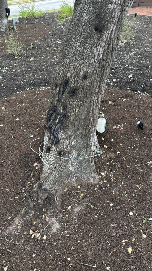 Business queued-photos - Tree Service & Consulting LLC