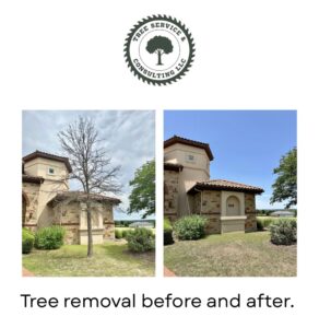 Business queued-photos - Tree Service & Consulting LLC