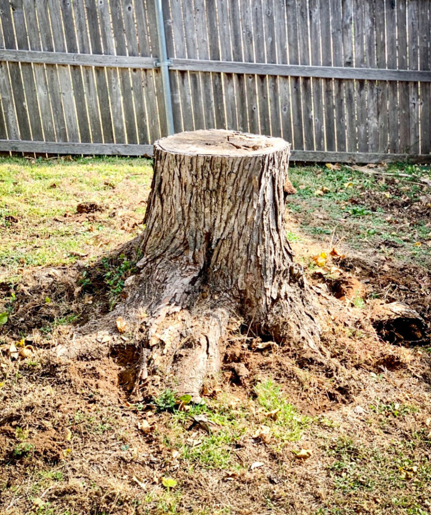 Business queued-photos - Tree Service & Consulting LLC