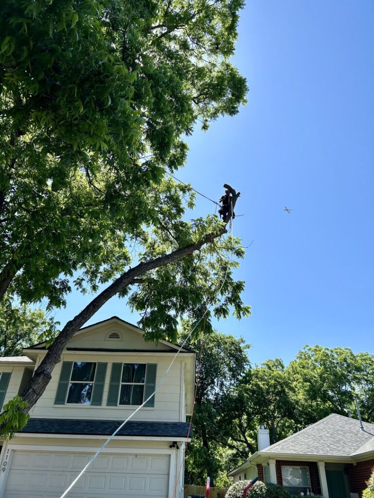 Business queued-photos - Tree Service & Consulting LLC