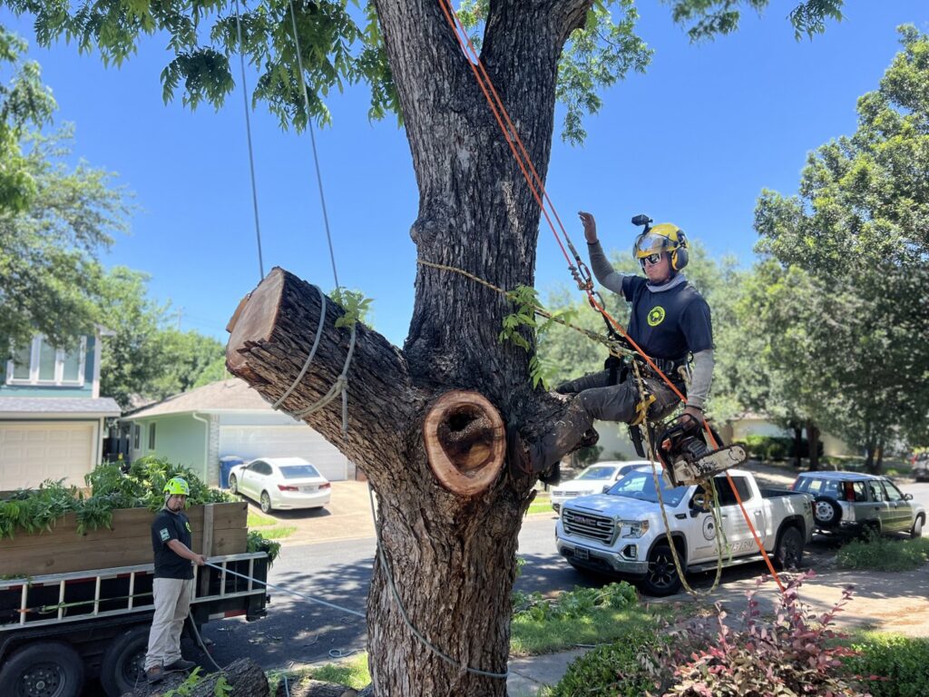 Business queued-photos - Tree Service & Consulting LLC