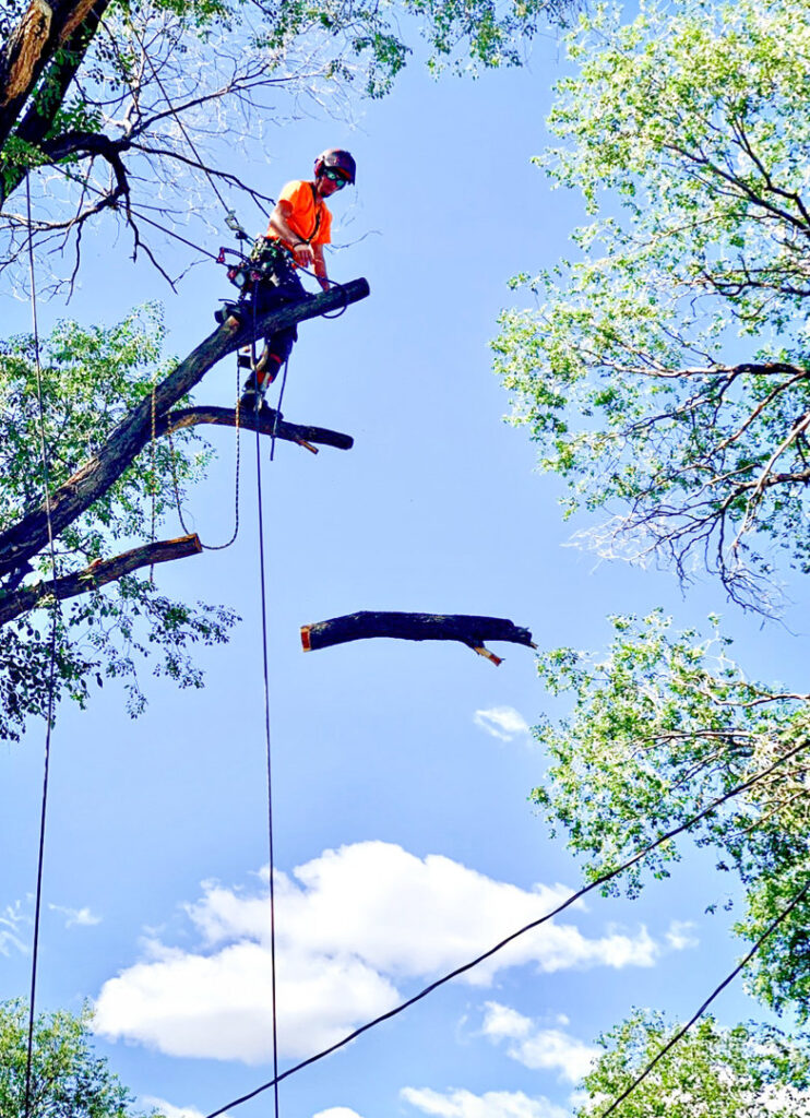 Business queued-photos - Tree Service & Consulting LLC