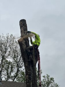 Business queued-photos - Tree Service & Consulting LLC