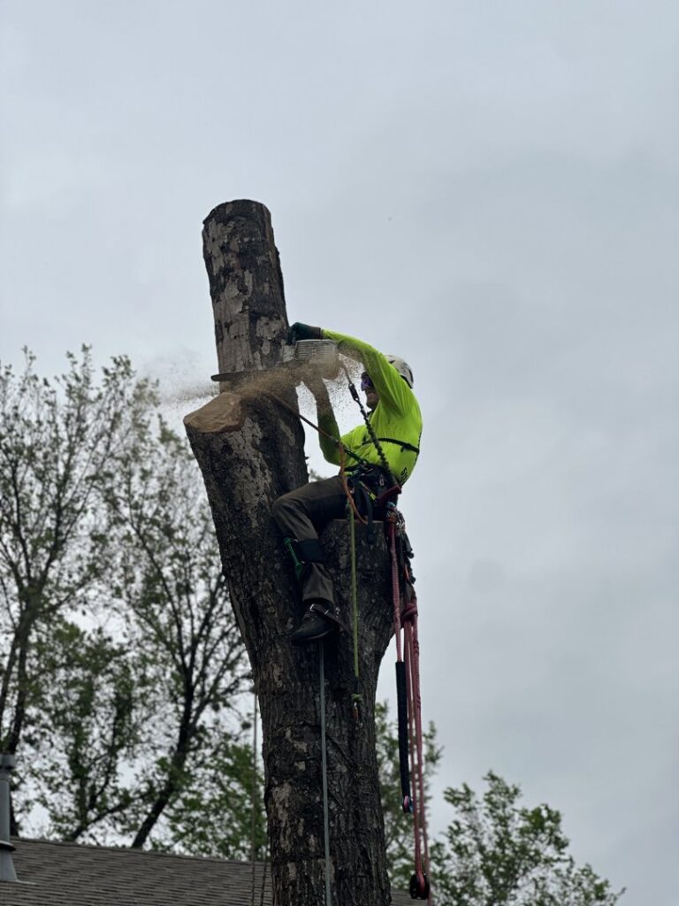 Business queued-photos - Tree Service & Consulting LLC