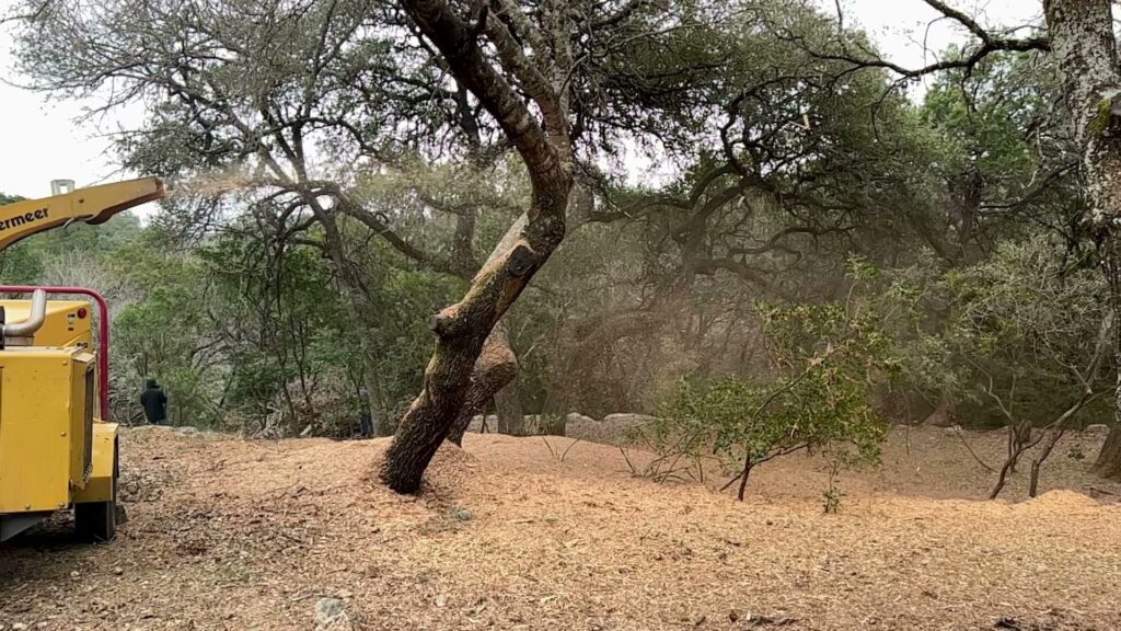 Business queued-photos - Tree Service & Consulting LLC