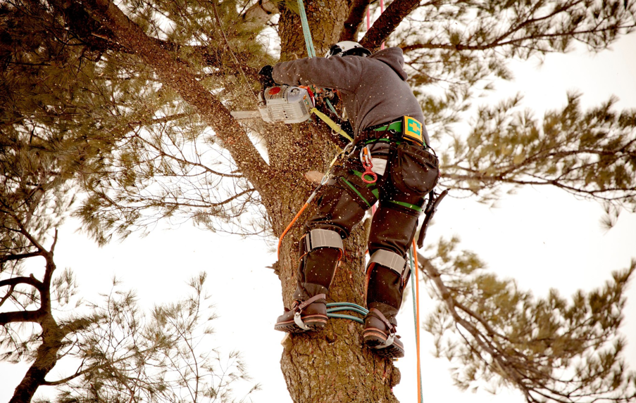 Business queued-photos - Big Ben’s Tree Service