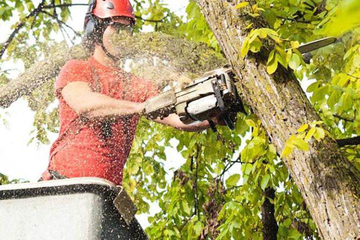 Business queued-photos - Big Ben’s Tree Service