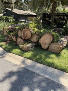 Business queued-photos - Big Ben’s Tree Service