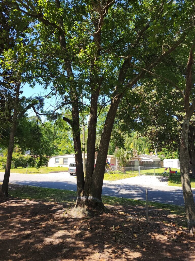 Business queued-photos - Big Ben’s Tree Service