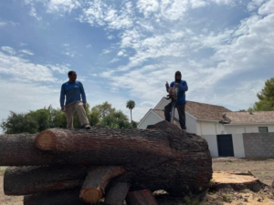 Business queued-photos - Jason’s Tree Service