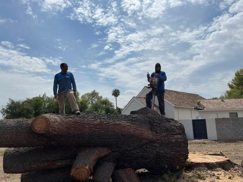 Business queued-photos - Jason’s Tree Service