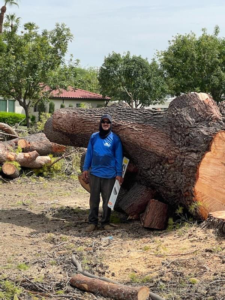 Business queued-photos - Jason’s Tree Service