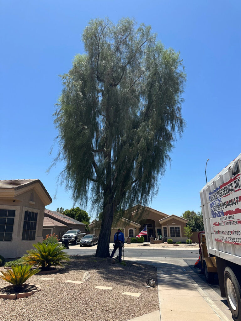 Business queued-photos - Jason’s Tree Service