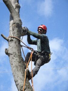 Business queued-photos - Jason’s Tree Service