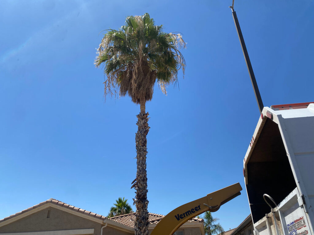 Business queued-photos - Jason’s Tree Service