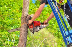 Business queued-photos - Jason’s Tree Service