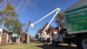 Business queued-photos - Jason’s Tree Service