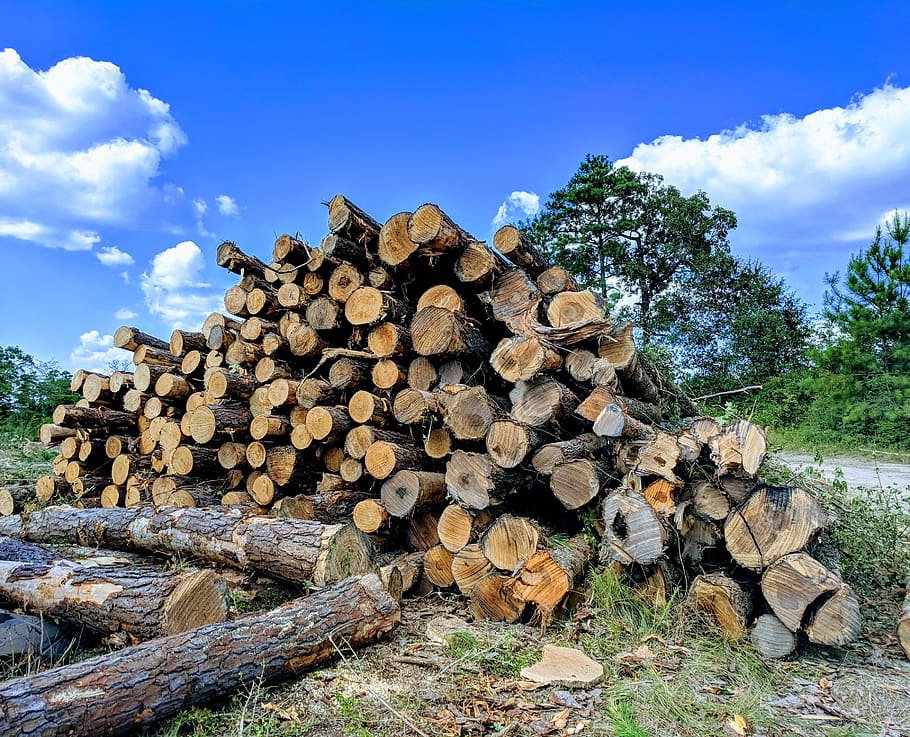 Business queued-photos - Jason’s Tree Service