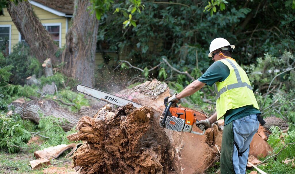 Business queued-photos - Jason’s Tree Service