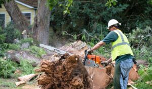 Business queued-photos - Jason’s Tree Service