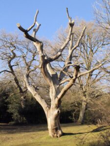 Business queued-photos - Jason’s Tree Service