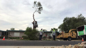 Business queued-photos - Jason’s Tree Service