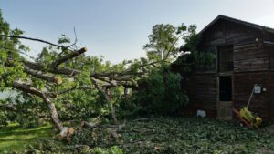 Business queued-photos - Jason’s Tree Service