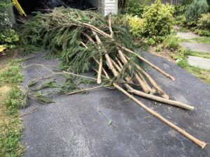 Business queued-photos - Jason’s Tree Service