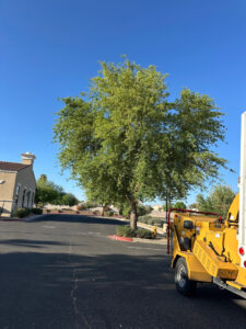 Business queued-photos - Jason’s Tree Service