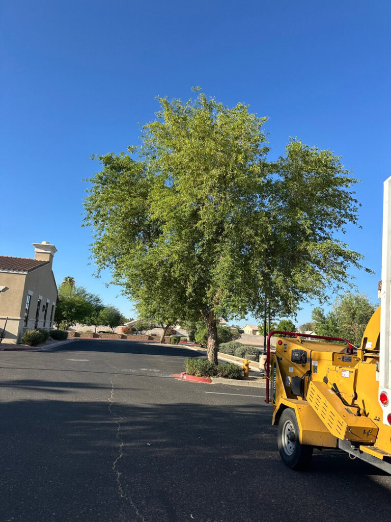 Business queued-photos - Jason’s Tree Service