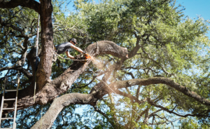 Business queued-photos - Ozark of Austin