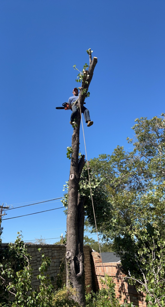 Business queued-photos - Manuel’s Tree Service
