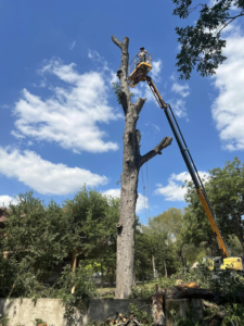 Business queued-photos - Manuel’s Tree Service