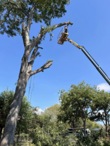 Business queued-photos - Manuel’s Tree Service