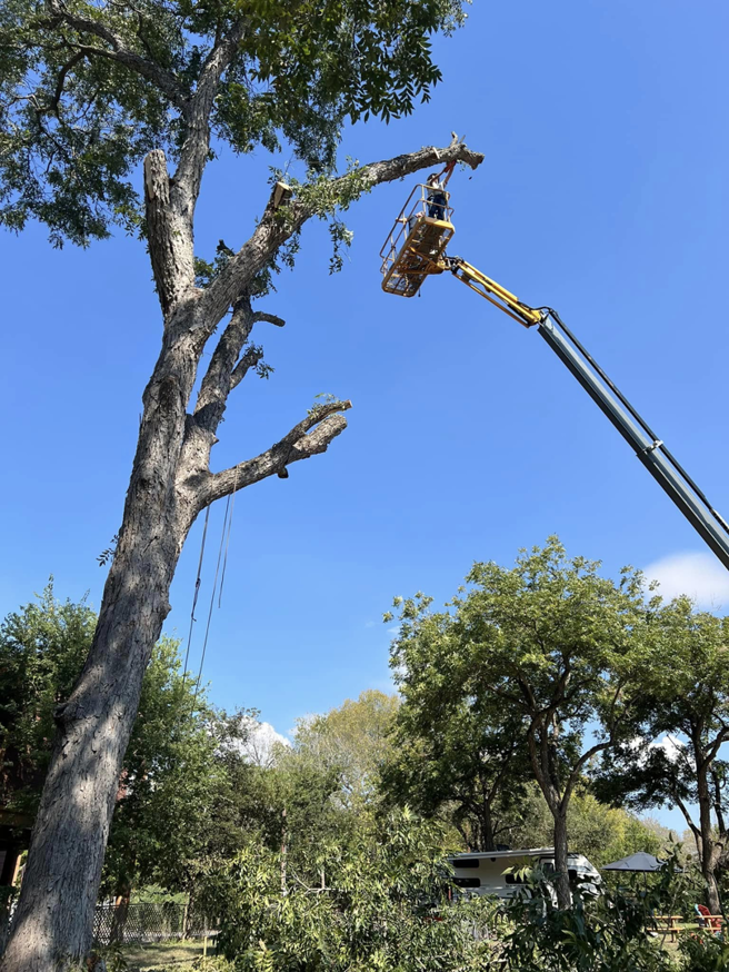 Business queued-photos - Manuel’s Tree Service