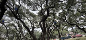 Business queued-photos - Manuel’s Tree Service