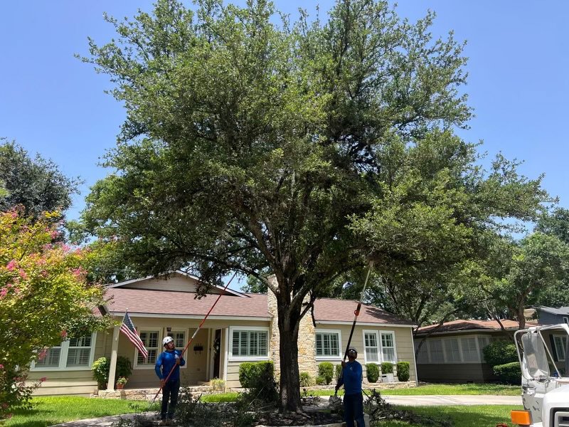 Business queued-photos - Manuel’s Tree Service