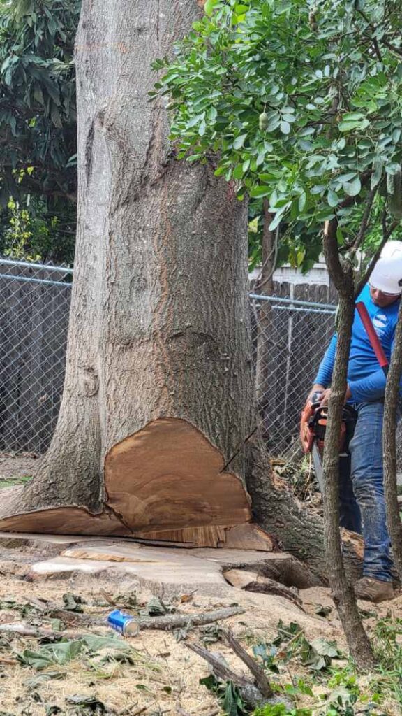 Business queued-photos - Manuel’s Tree Service