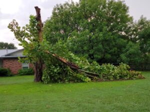 Business queued-photos - Manuel’s Tree Service