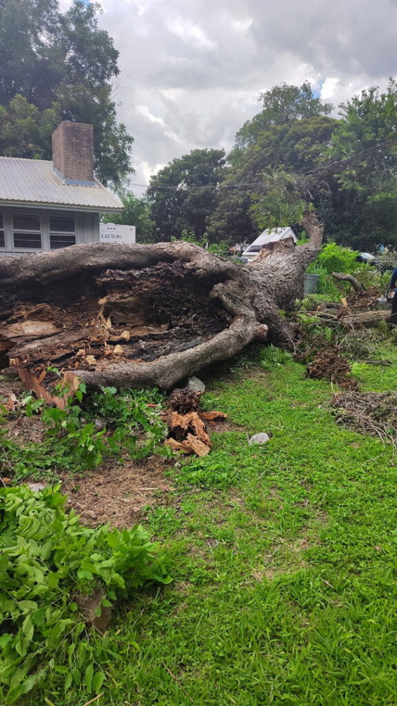 Business queued-photos - Manuel’s Tree Service