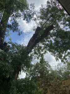 Business queued-photos - Manuel’s Tree Service