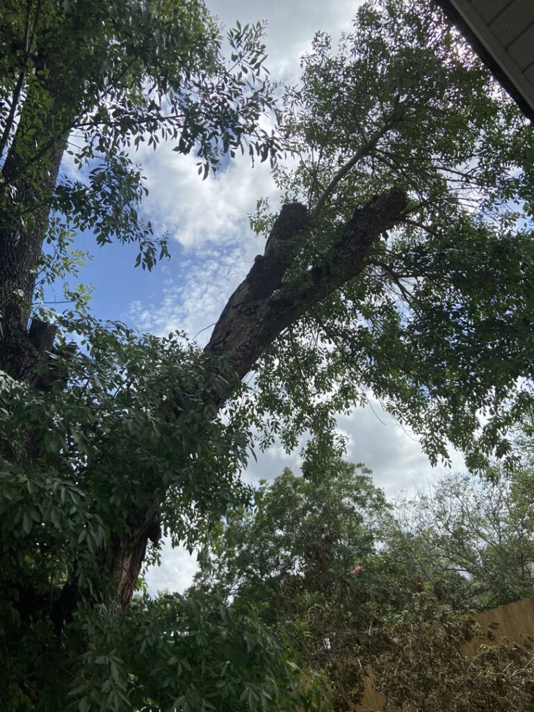 Business queued-photos - Manuel’s Tree Service