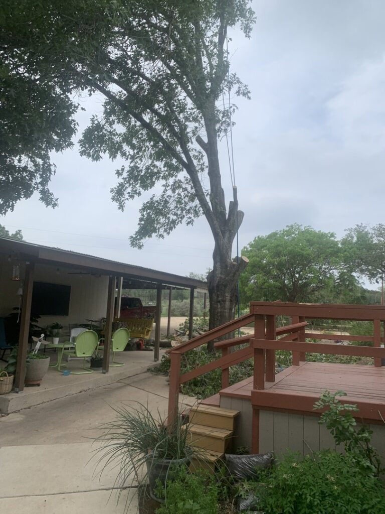 Business queued-photos - Manuel’s Tree Service